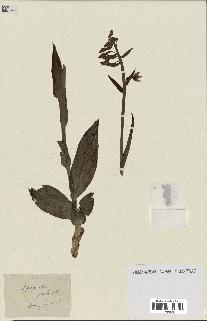 spécimen de Epipactis palustris