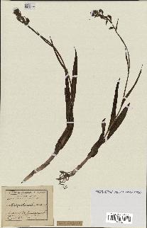 spécimen de Epipactis palustris