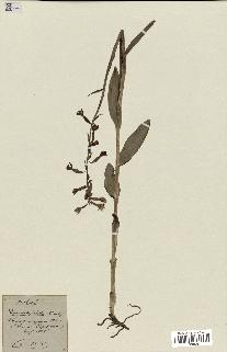 spécimen de Epipactis palustris