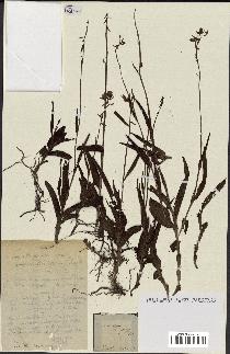 spécimen de Epipactis palustris