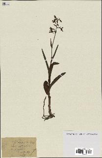spécimen de Epipactis palustris