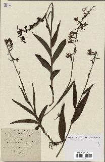 spécimen de Epipactis palustris