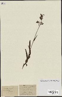 spécimen de Epipactis palustris