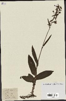 spécimen de Epipactis palustris