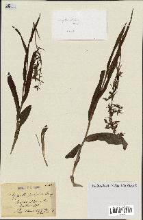 spécimen de Epipactis palustris