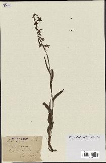 spécimen de Epipactis palustris