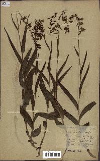 spécimen de Epipactis palustris