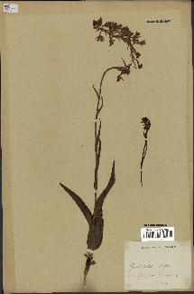 spécimen de Epipactis palustris