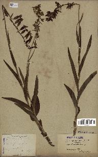 spécimen de Epipactis palustris