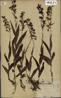 spécimen de Epipactis palustris