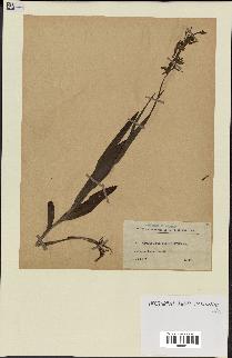 spécimen de Epipactis palustris