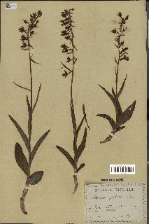 spécimen de Epipactis palustris