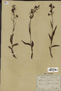 spécimen de Epipactis palustris
