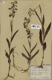 spécimen de Epipactis palustris