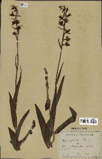 spécimen de Epipactis palustris