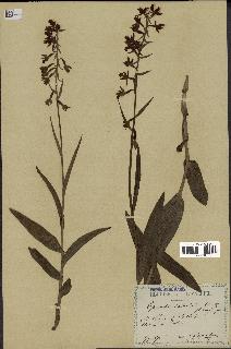 spécimen de Epipactis palustris
