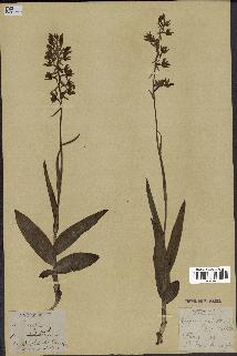 spécimen de Epipactis palustris