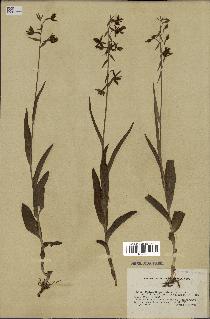 spécimen de Epipactis palustris