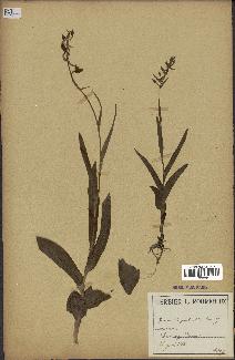 spécimen de Epipactis palustris