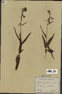spécimen de Epipactis palustris