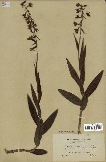 spécimen de Epipactis palustris