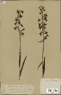 spécimen de Epipactis palustris