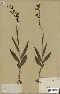 spécimen de Epipactis palustris