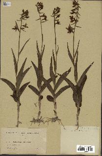 spécimen de Epipactis palustris