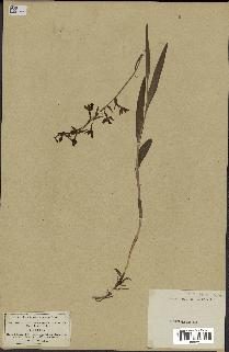 spécimen de Epipactis palustris