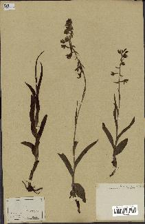 spécimen de Epipactis palustris