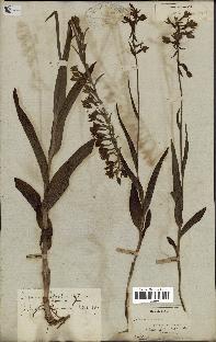 spécimen de Epipactis palustris