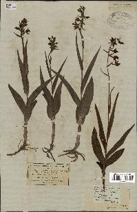 spécimen de Epipactis palustris