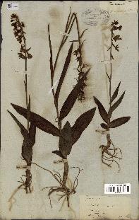 spécimen de Epipactis palustris