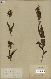 spécimen de Epipactis palustris