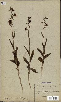 spécimen de Epipactis palustris