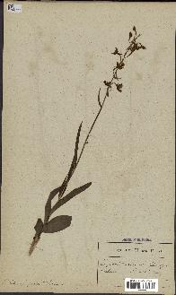 spécimen de Epipactis palustris