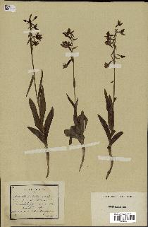 spécimen de Epipactis palustris