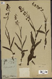 spécimen de Epipactis palustris