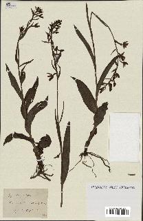 spécimen de Epipactis palustris