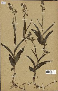 spécimen de Epipactis palustris