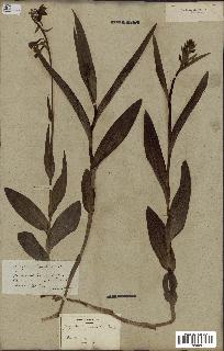 spécimen de Epipactis palustris