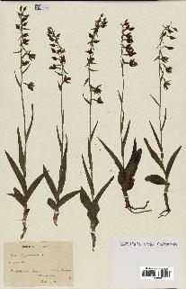 spécimen de Epipactis palustris