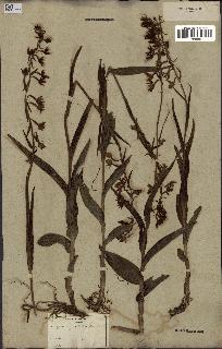 spécimen de Epipactis palustris