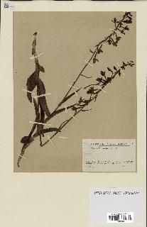 spécimen de Epipactis palustris