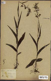 spécimen de Epipactis palustris
