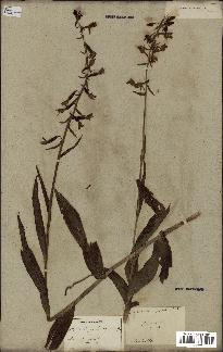 spécimen de Epipactis palustris