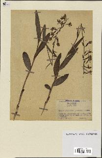 spécimen de Epipactis palustris
