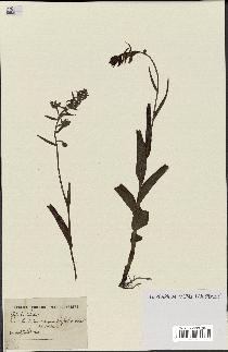 spécimen de Epipactis palustris