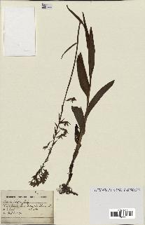 spécimen de Epipactis palustris