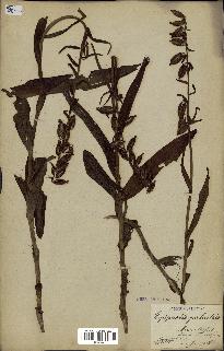 spécimen de Epipactis palustris